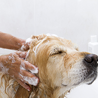 Host a dog wash as a quick fundraising idea!